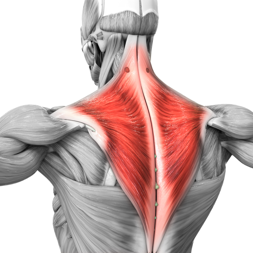 musculos-superiorer-de-la-espalda - Anatômica