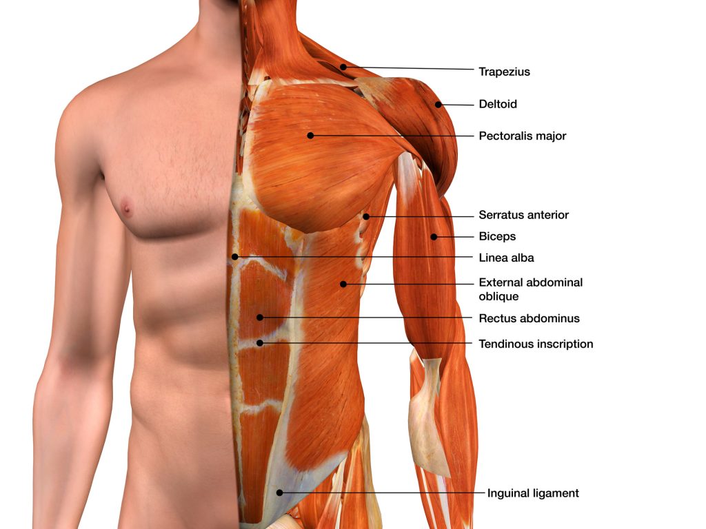 Zoom on the anatomy of The Abdominals - Blog Eric Favre UK