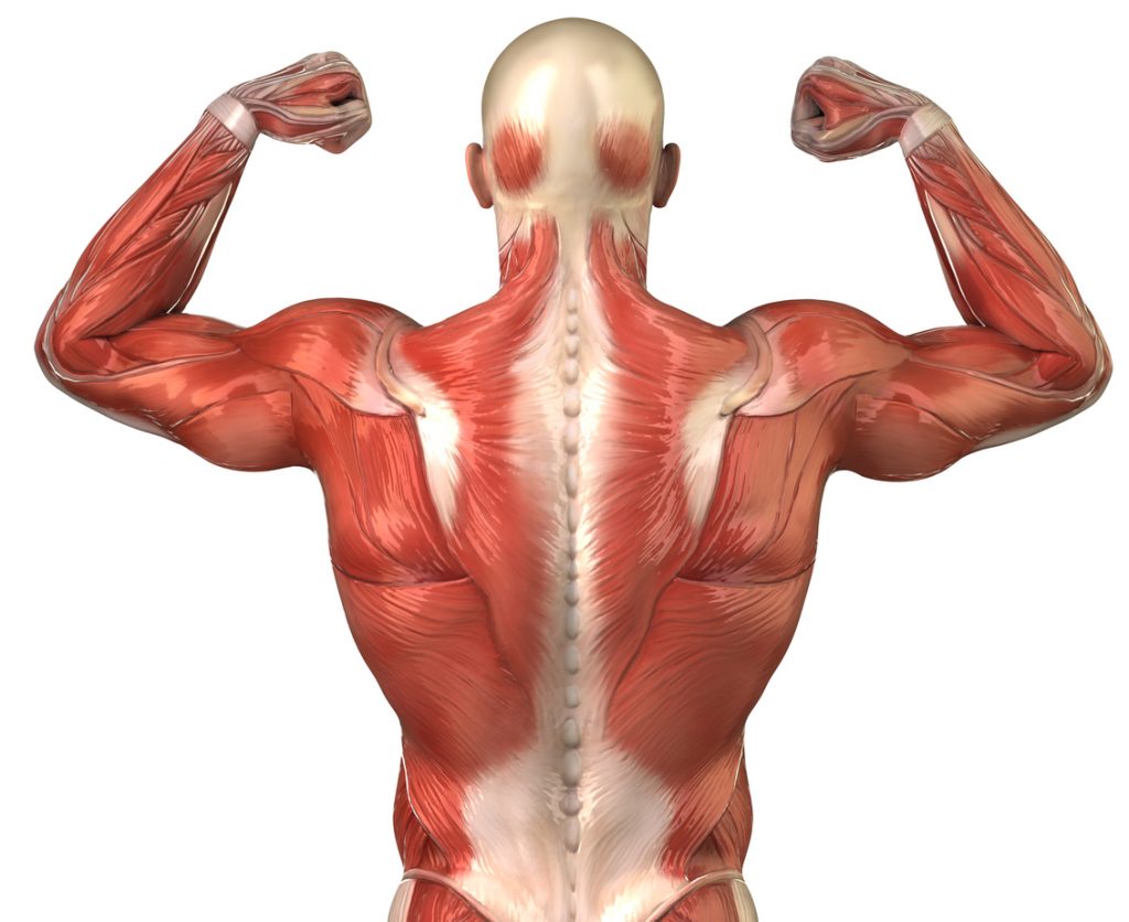 Back Anatomy - Blog Eric Favre UK