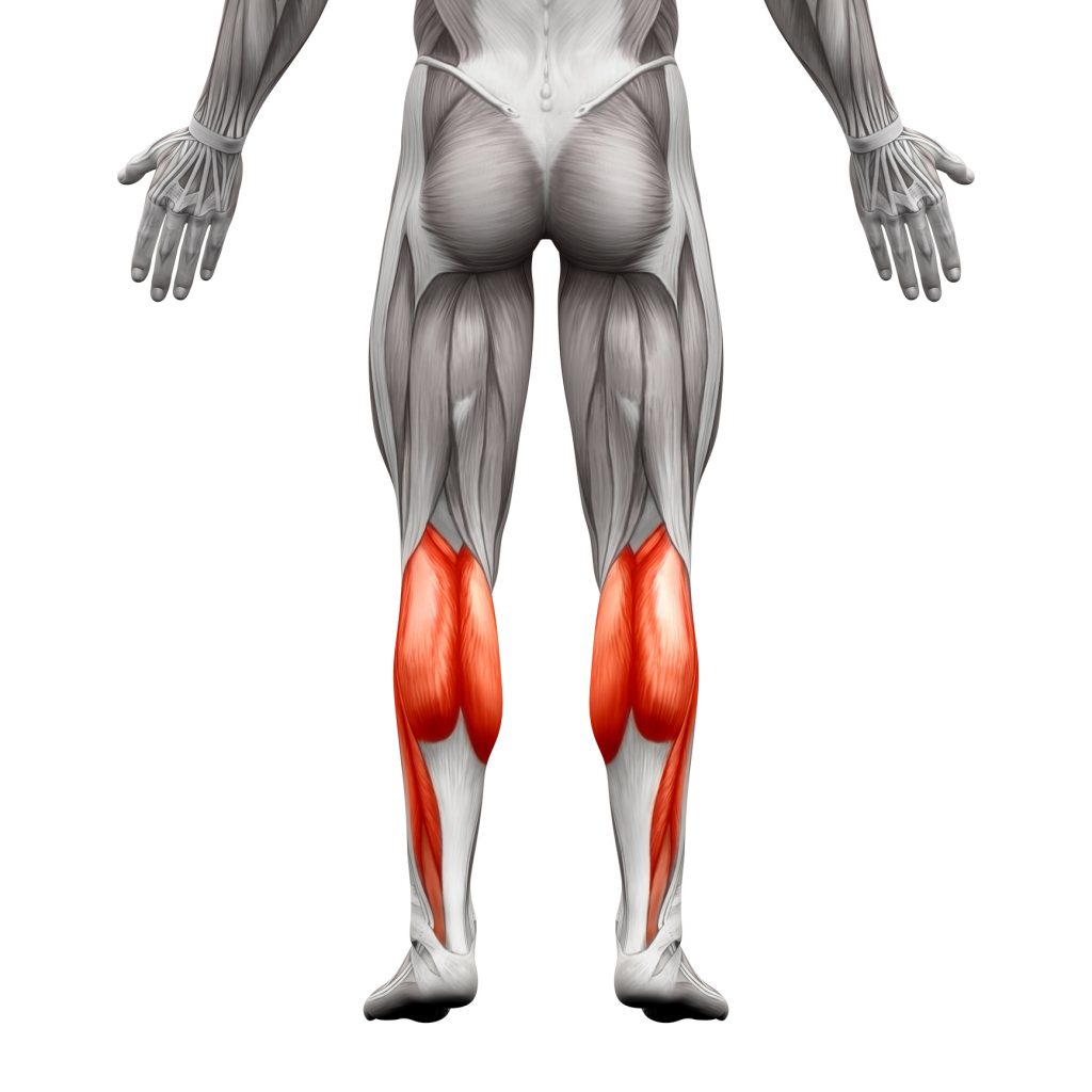 Anatomy The Calves - Blog Eric Favre UK