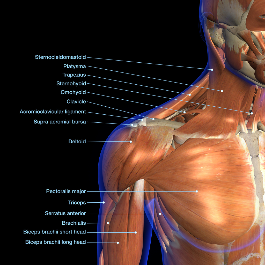 Chest Anatomy - Blog Eric Favre UK