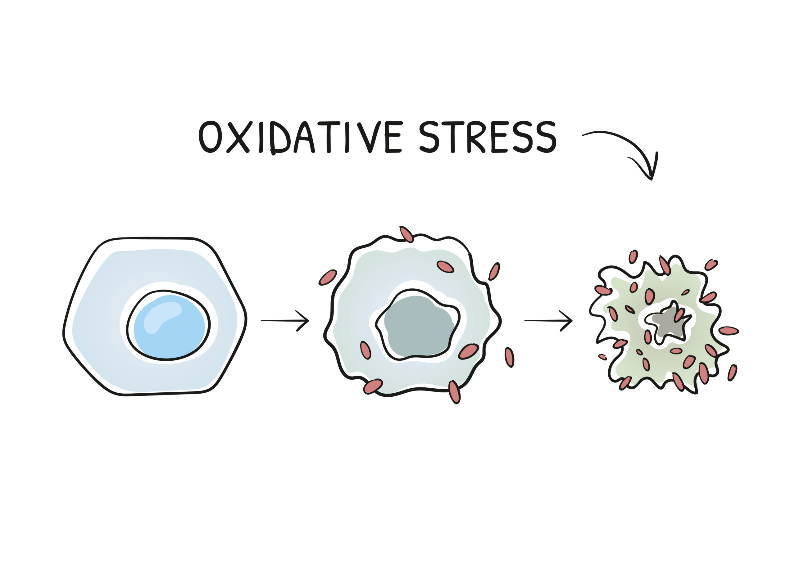 Lutter Contre Le Stress Oxydatif - Blog Eric Favre | Sport Nutrition Expert