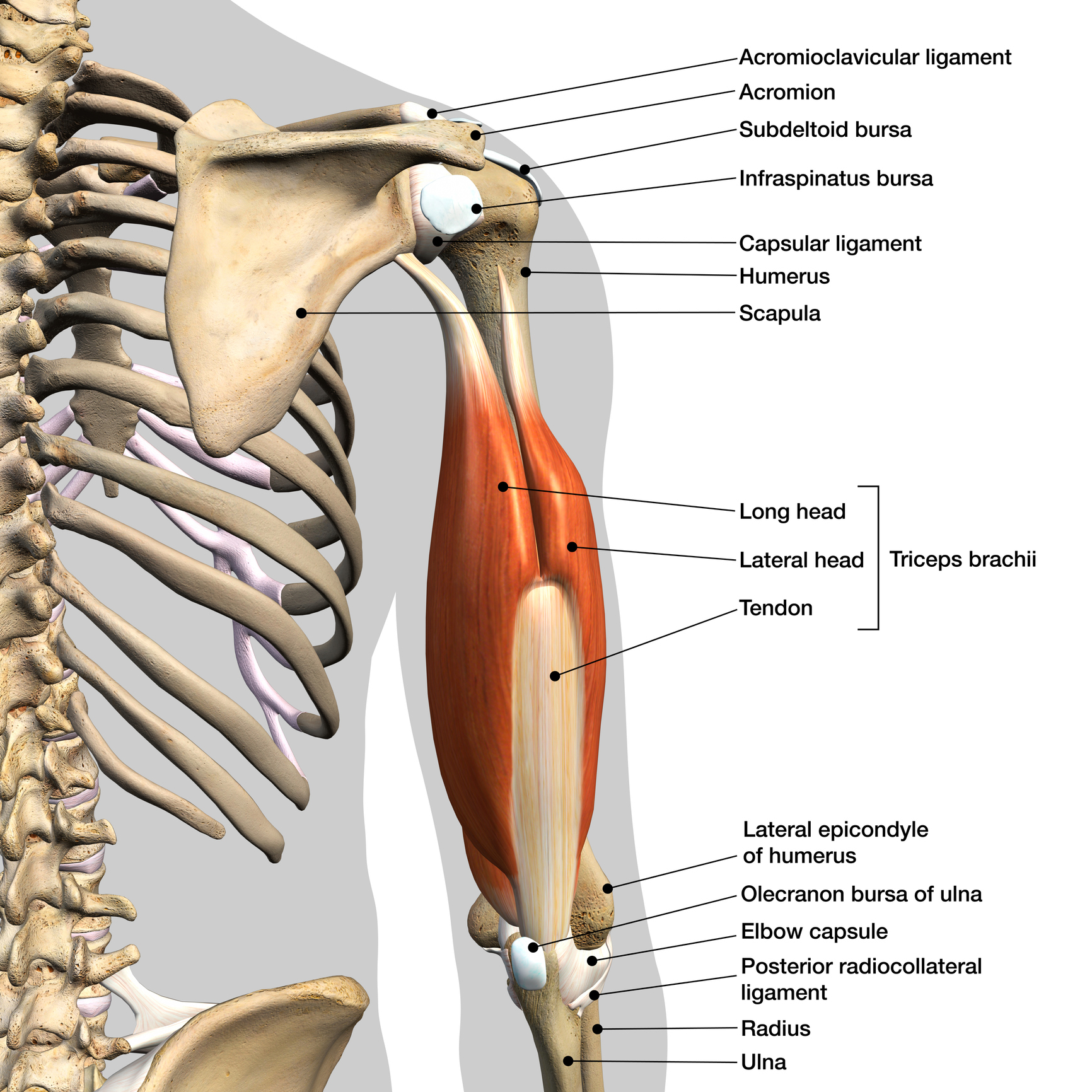 Двуглавая мышца плеча анатомия крепление