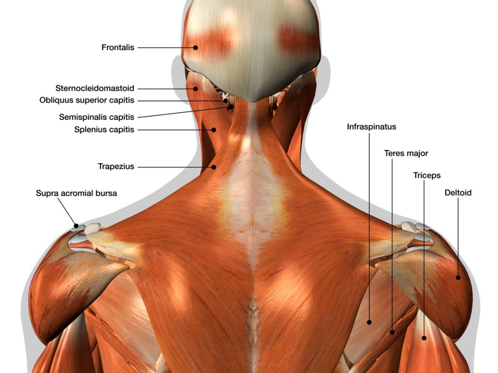 Les Epaules : Anatomie Et Exercices | Blog Eric Favre