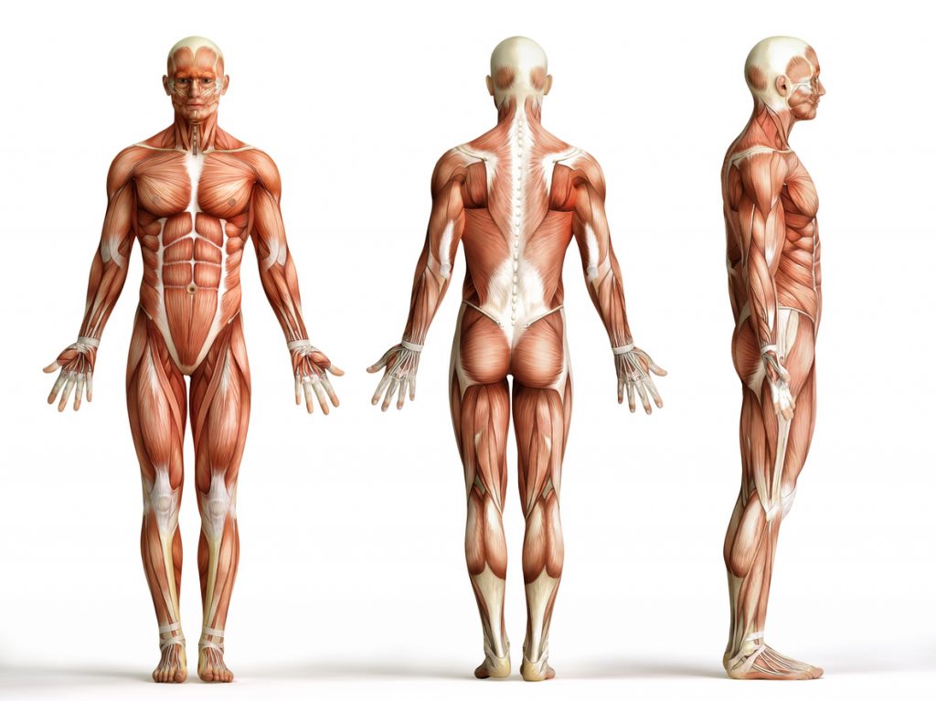 L'Anatomie En Musculation - Blog Eric Favre