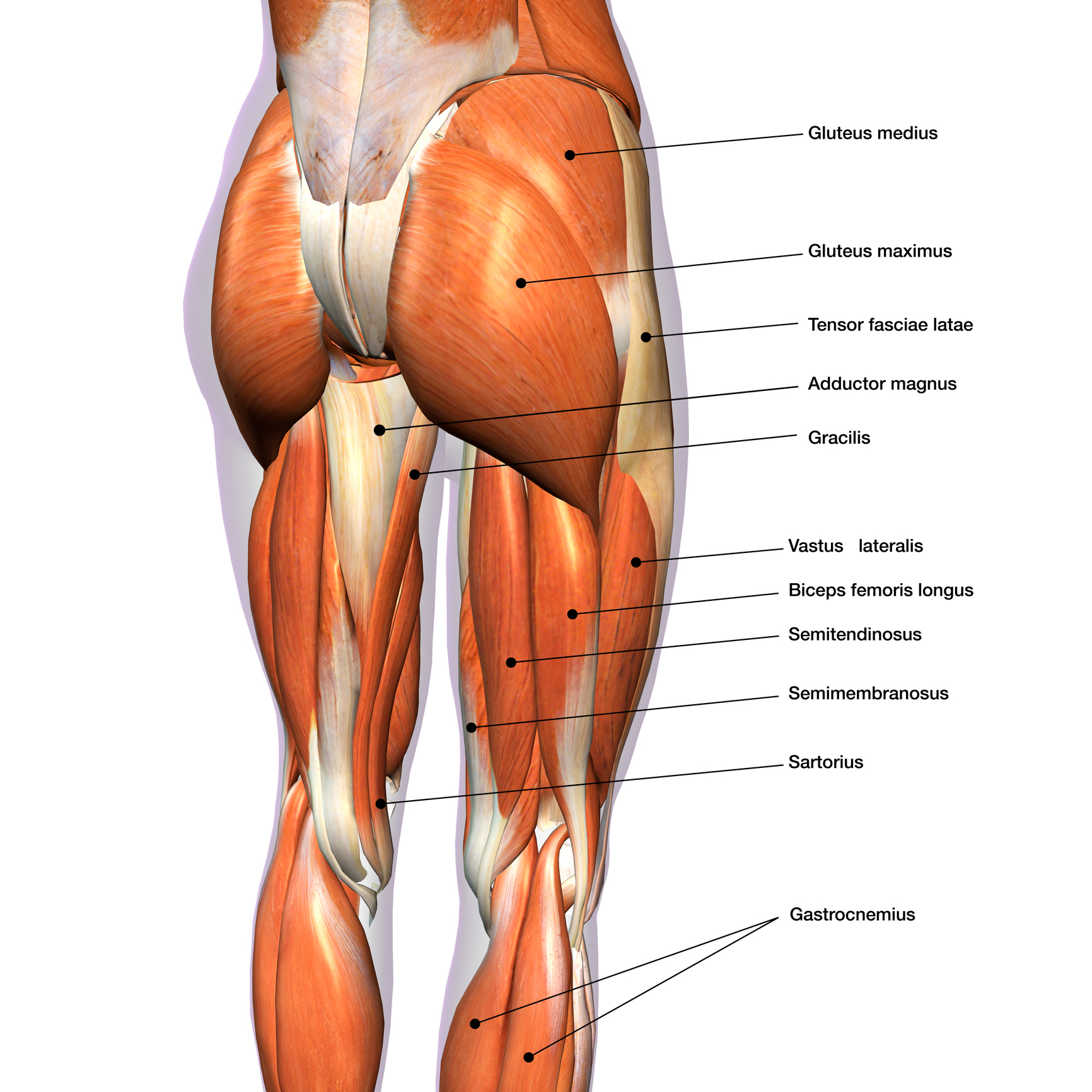 Anatomie muscles du dos - Body Burn