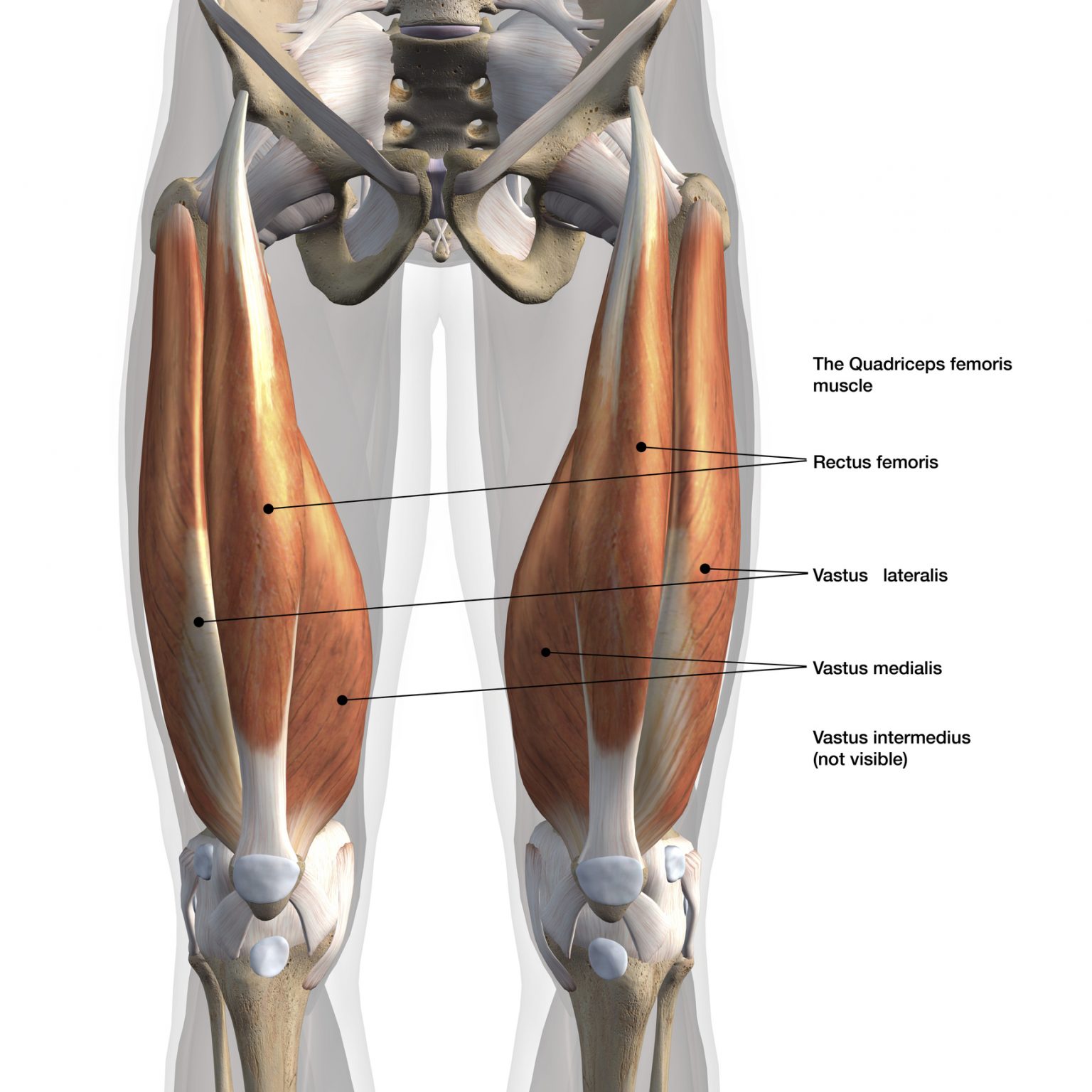 Les Quadriceps Anatomie Et Musculation Blog Eric Favre Sport